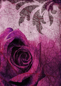 Roses violettes pour un dernier hommage